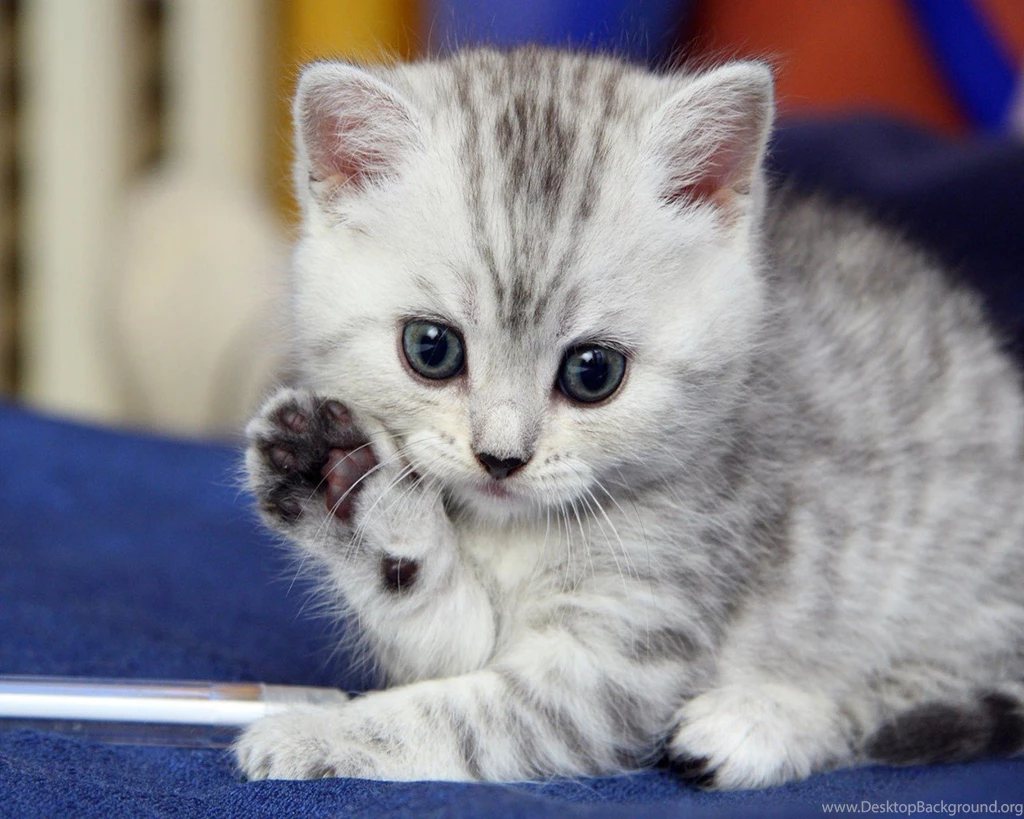 Cats Cute Kitten Saying Hello Animal Cat Wallpapers Pictures Hd ...
