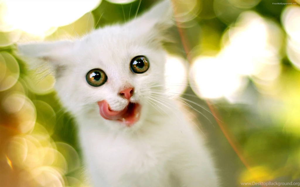 Cute Cat Stunning Cat Wallpapers   Wallpapers Mela