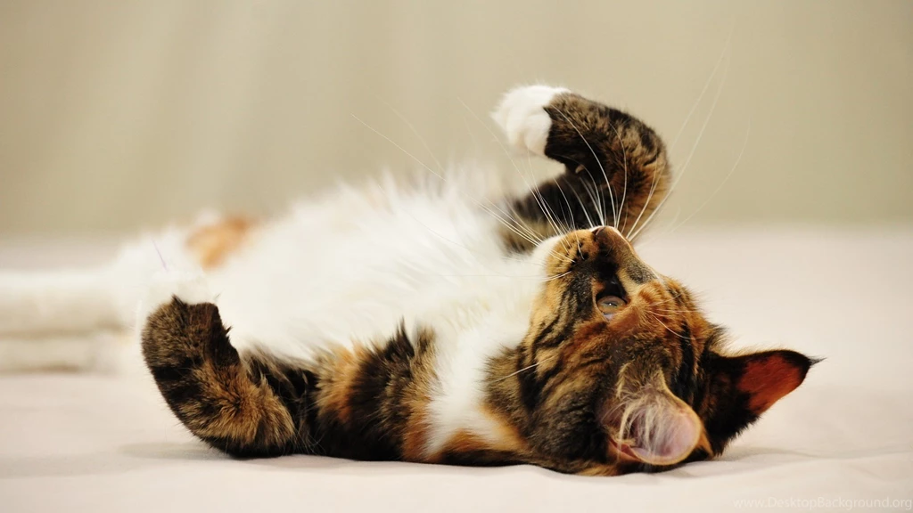 Cute Cats Wallpapers Hd 17 Wide Wallpapers   Hivewallpaper.com