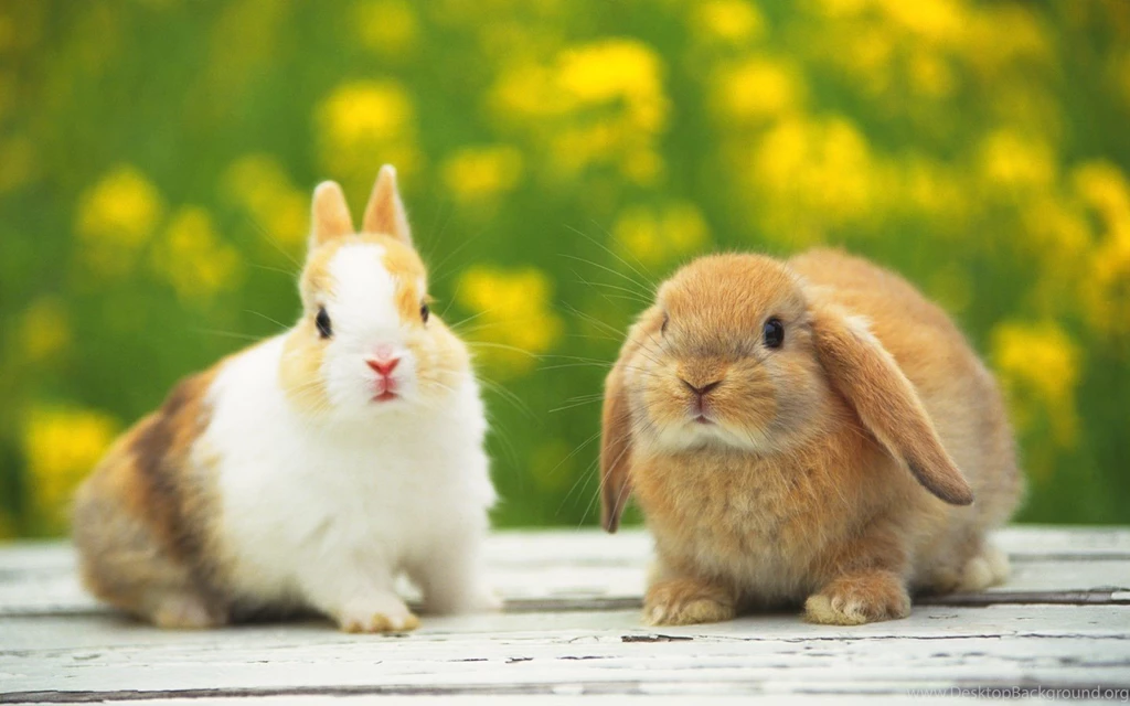 Cute Rabbits Wallpapers Hd Free Desk Wallpapers