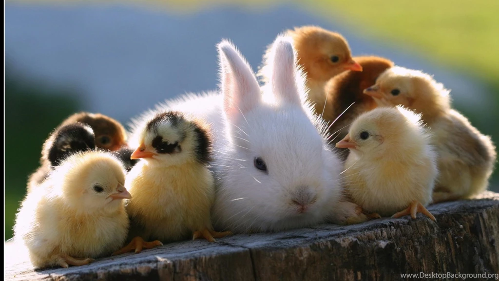 Cute Baby Animal, Rabbit, Chiken, Bunny, Kit, Chick, Animals ...