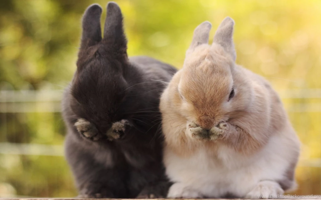 Cute Bunny Pictures Wallpapers