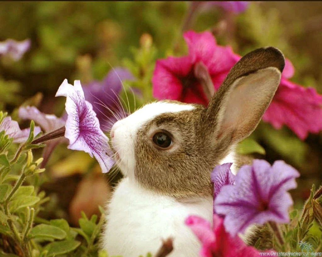 Sweet And Cute Animals Wallpapers