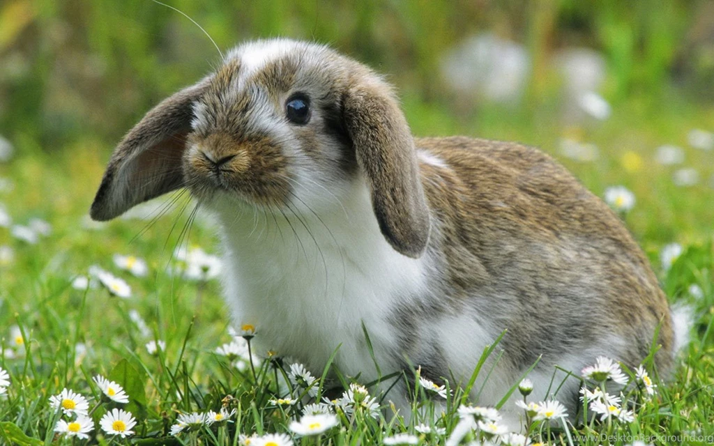 Fields Cute Little Bunny Wallpapers 9 - Animal Wallpapers Free ...