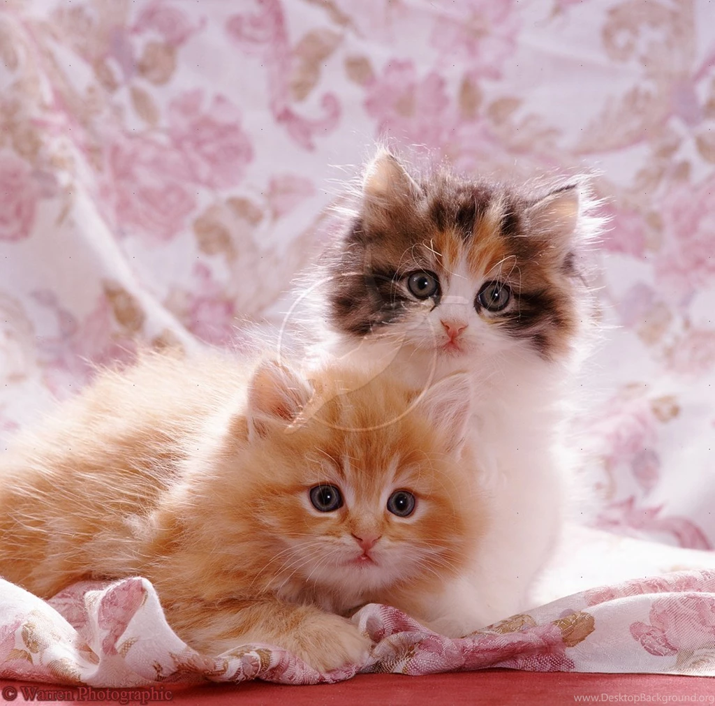 Images Of Cute Cats