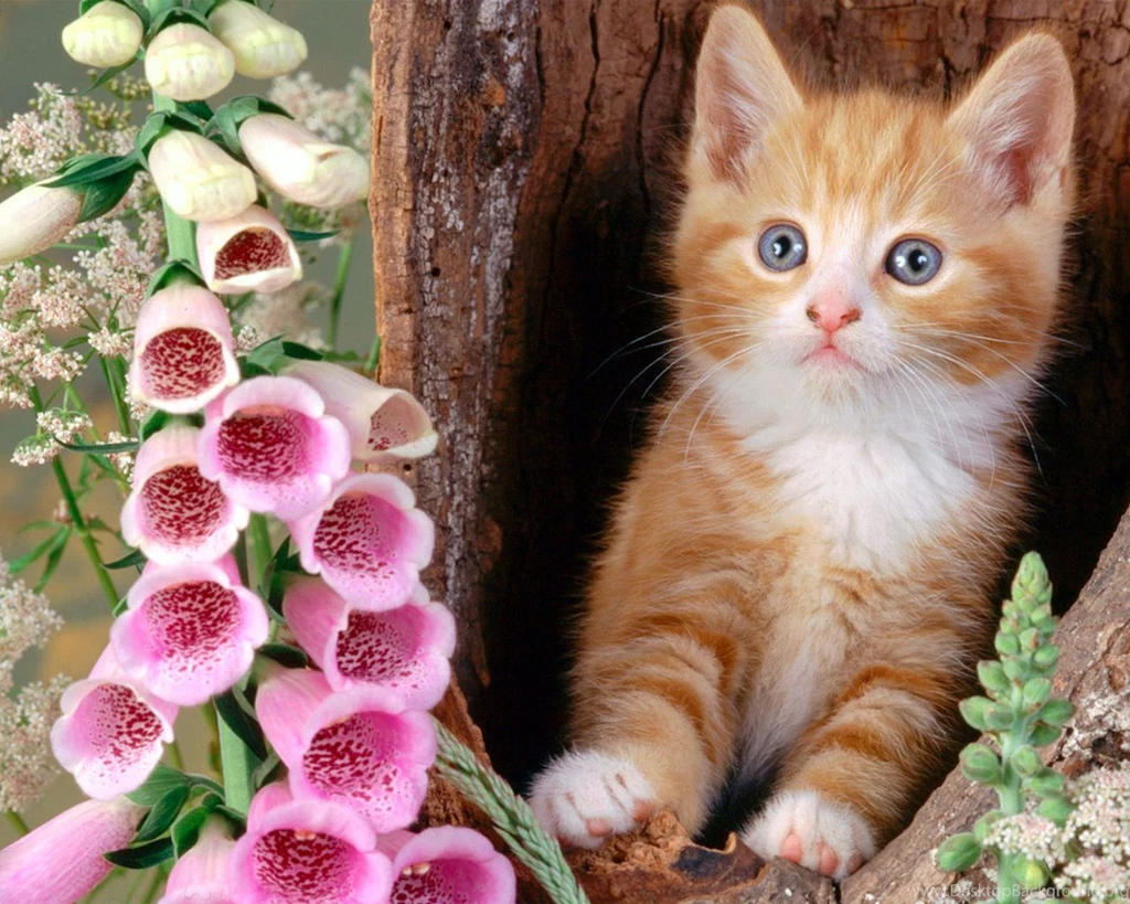 Latest Cute Cats And Kitten Wallpapers 2014 (10)