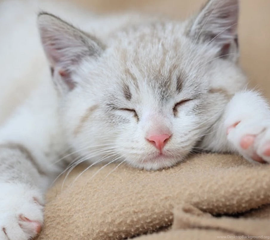 Cute Cat Wallpapers, Kitten Images, Claws, Pussycat Photos ...