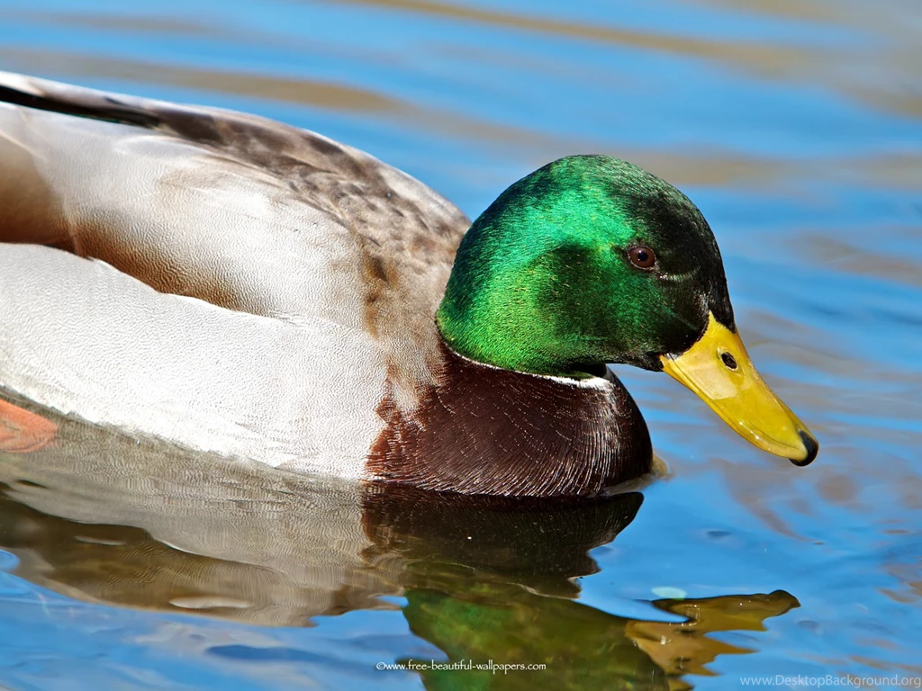 Mallard Duck Grass Bird Animals Wallpapers