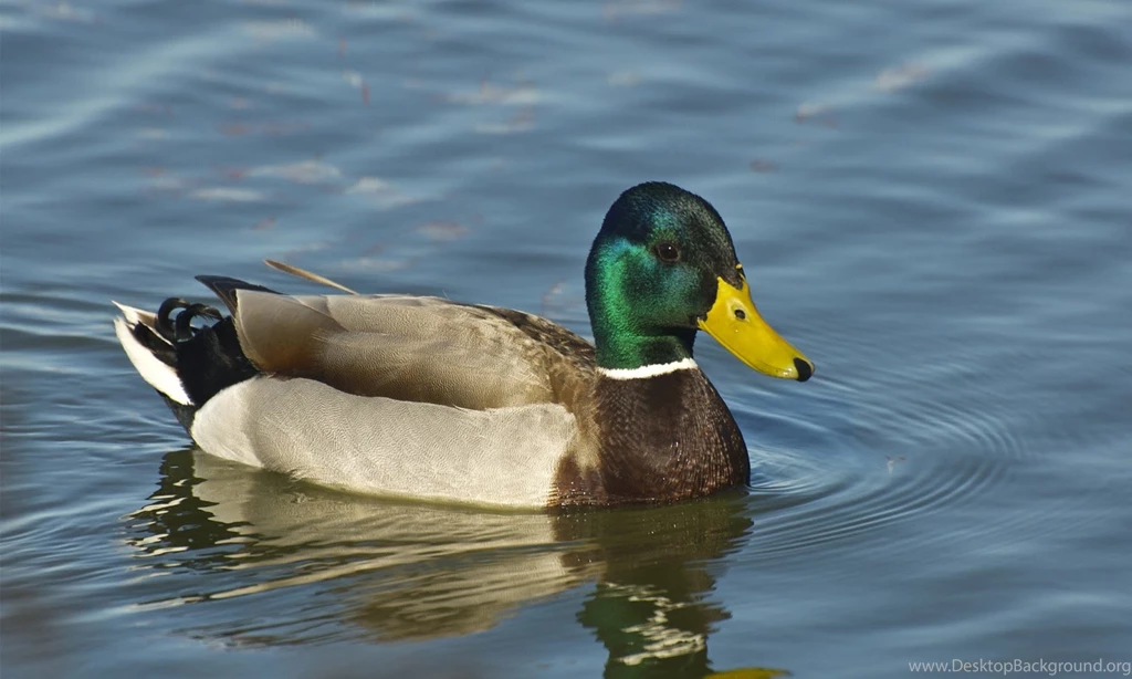 Mallard Duck Wallpapers By John Brosnan On FeelGrafix