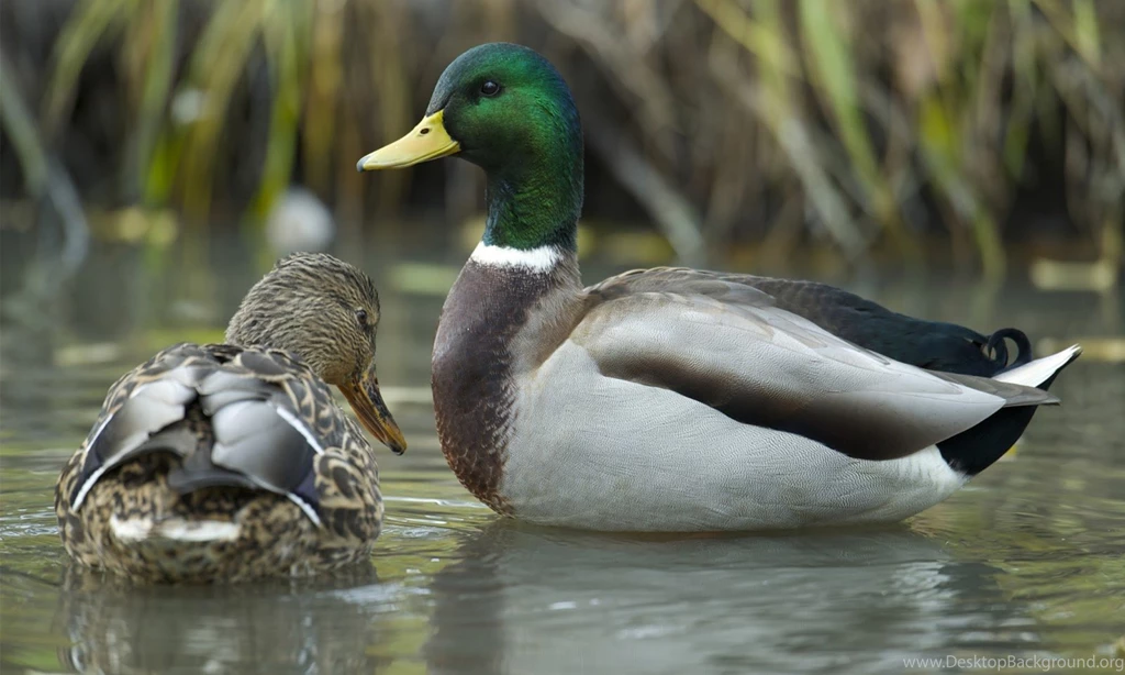 Mallard Duck