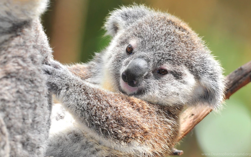 Koala Backgrounds HD Wallpapers