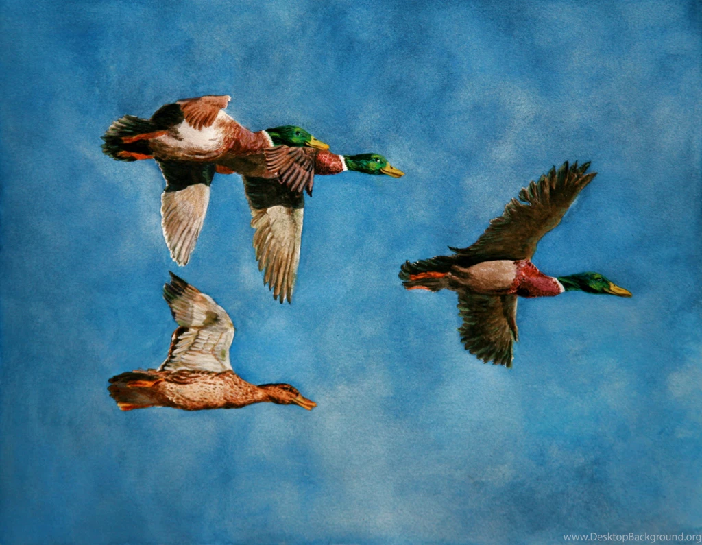 Mallard Ducks Pictures On Animal Picture Society