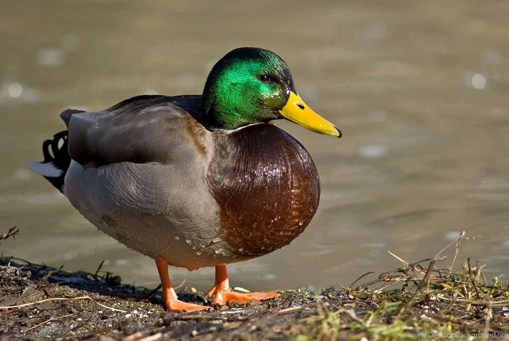 Mallard Duck Pictures