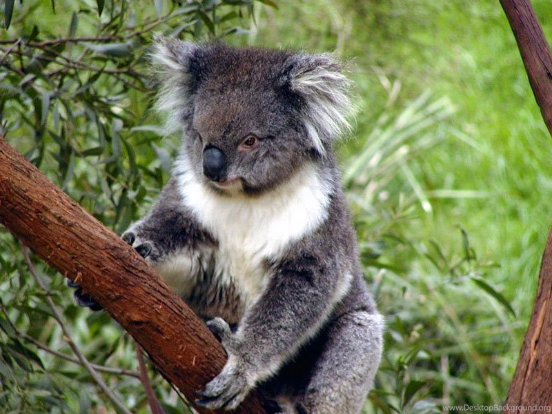 Bears Koala Wallpaper Backgrounds