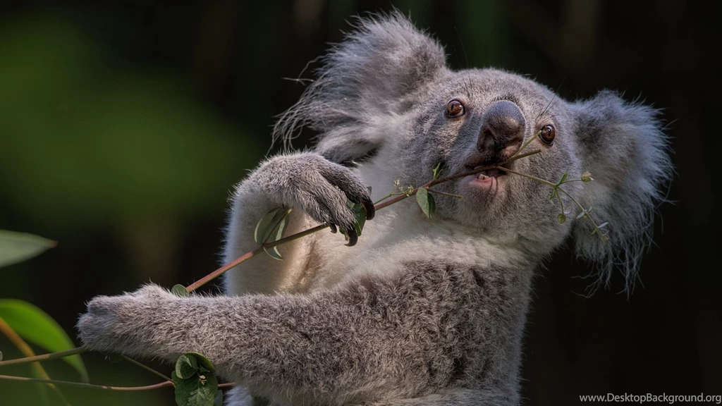 Mac iMac 27 Koala Wallpapers HD, Desktop Backgrounds 2560x1440