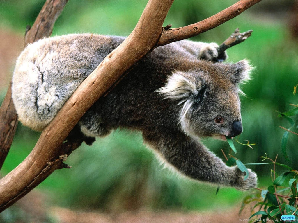 Koala Nice Animals Wallpapers For Backgrounds