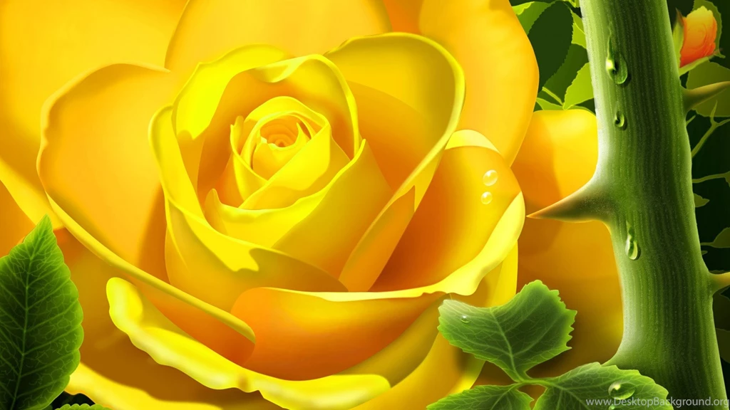 Beautiful Yellow Rose Wallpapers