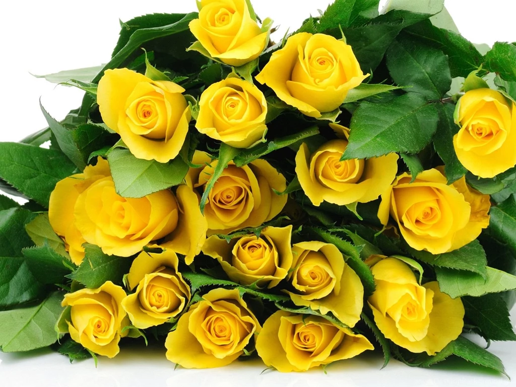 Yellow Rose Flower Wallpapers Wallpapers Cave