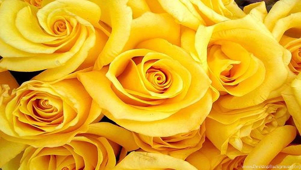 Yellow Roses (