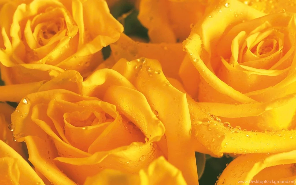 Yellow Rose Flower Wallpapers Wallpapers Cave