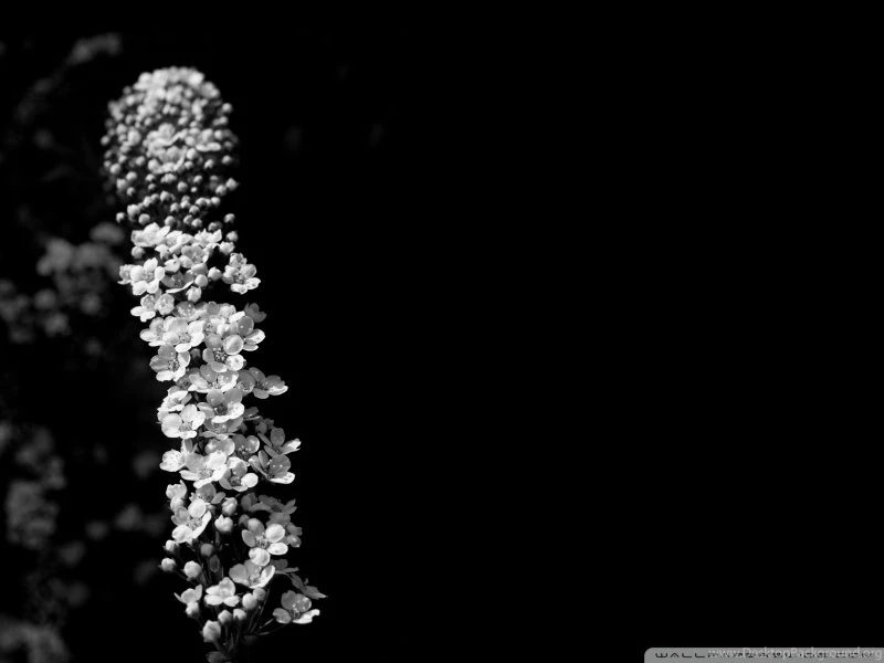 Bridal Wreath Black And White Wallpapers