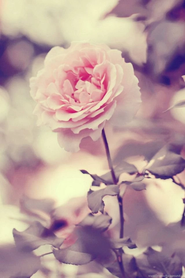 Phone Wallpapers Tumblr Szukaj W Google