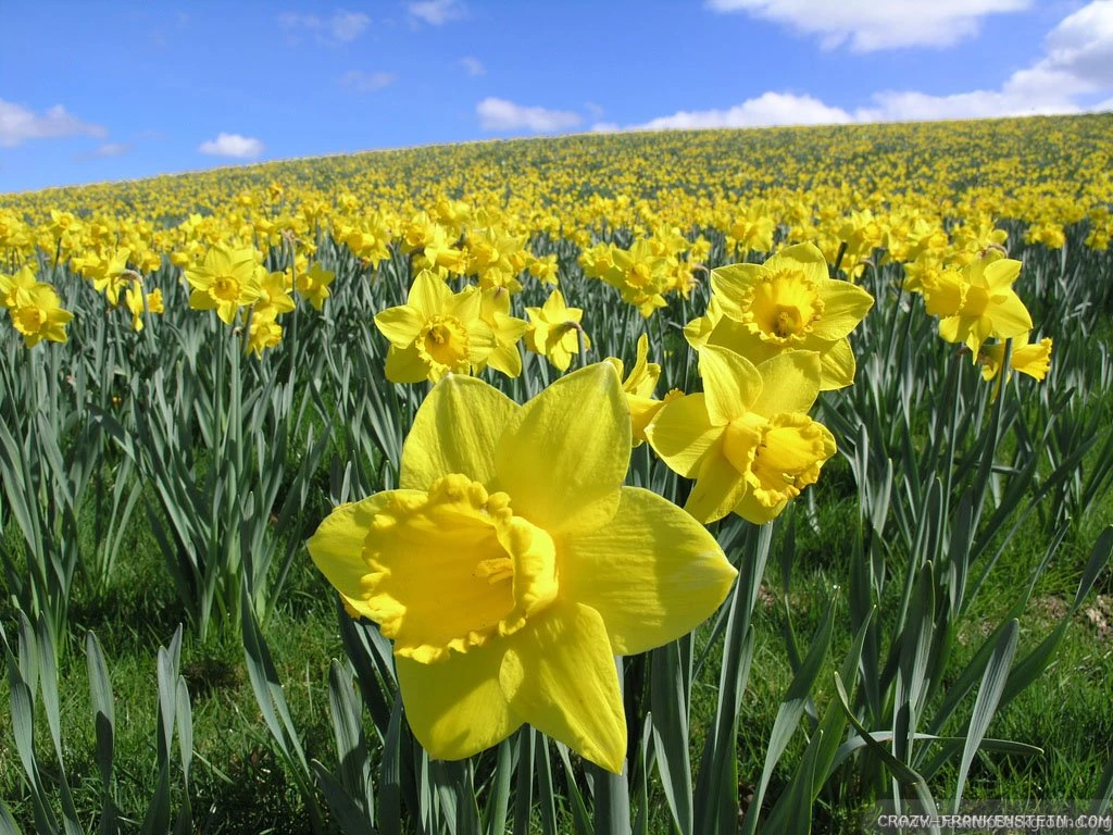 Daffodil Wallpapers 2 Crazy Frankenstein
