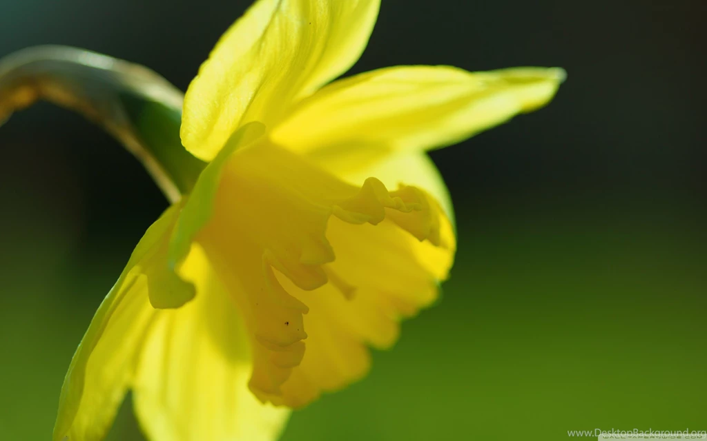 Download Spring Yellow Daffodil Wallpapers Wallpapers Widest