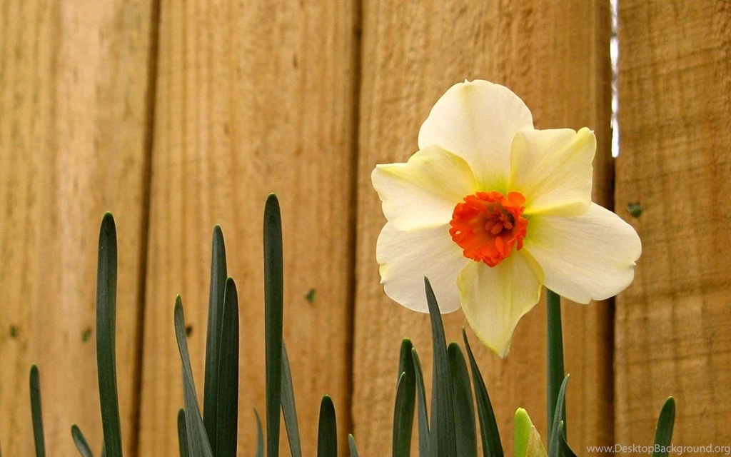 HD Lily Wallpapers