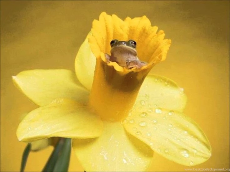 Daffodil Wallpapers