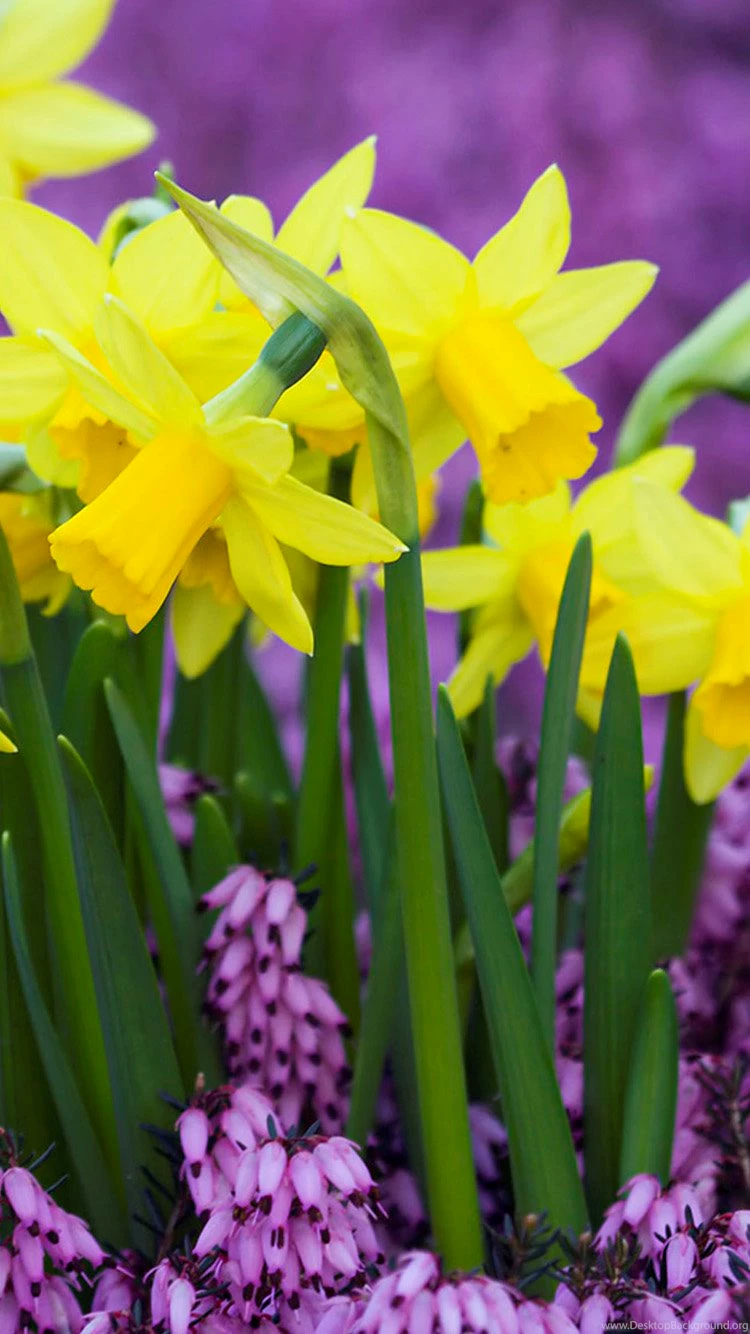 Daffodil Bouquet iPhone 6 Wallpapers