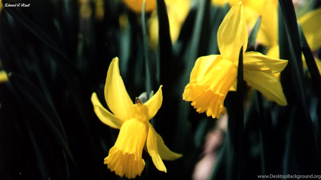 Daffodil Wallpapers By Ejkaull On DeviantArt