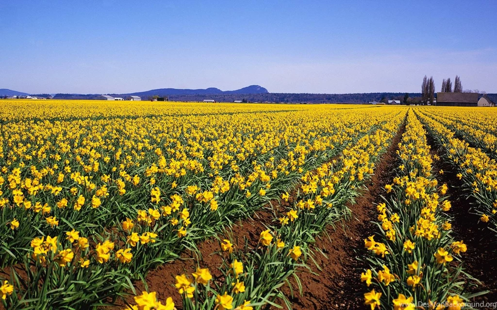 Nature Flowers Fields Daffodil Wallpapers (