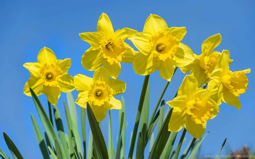 Daffodil Flower Wallpapers HD Best Collection For Desktop
