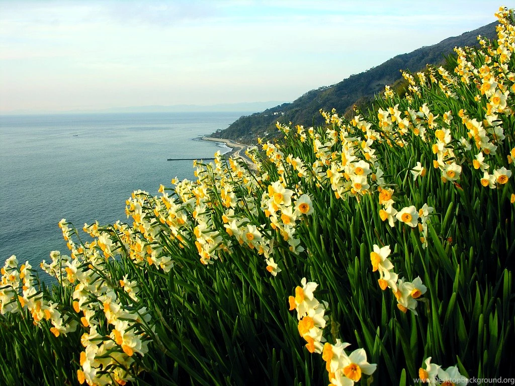 Narcissus Flower : Daffodil Narcissus Flowers In Field 1024x768 ...
