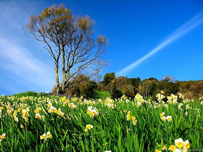 Narcissus Flowers Under Blue Sky 21 Wallcoo.net