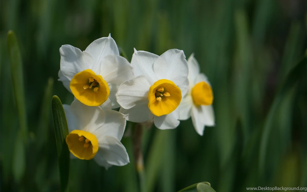 18 Daffodil Wallpapers 11 294 :: Daffodils Flowers Hd Wallpapers