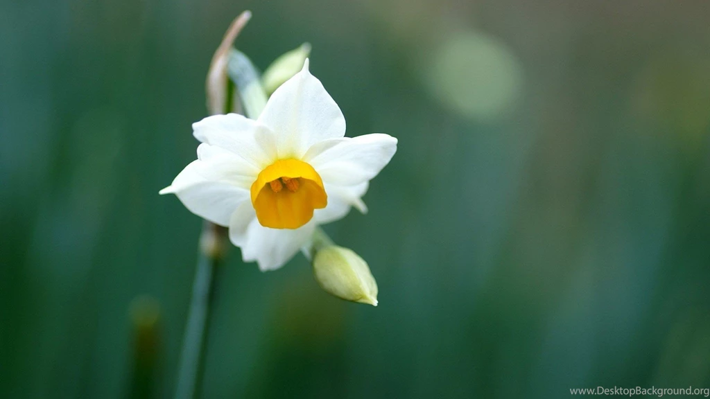 Flowers Daffodil Wallpaper Backgrounds Free ~ Flowers For High ...