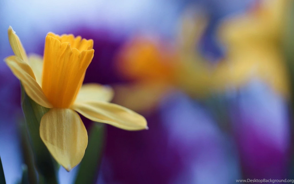 Daffodil Blossom