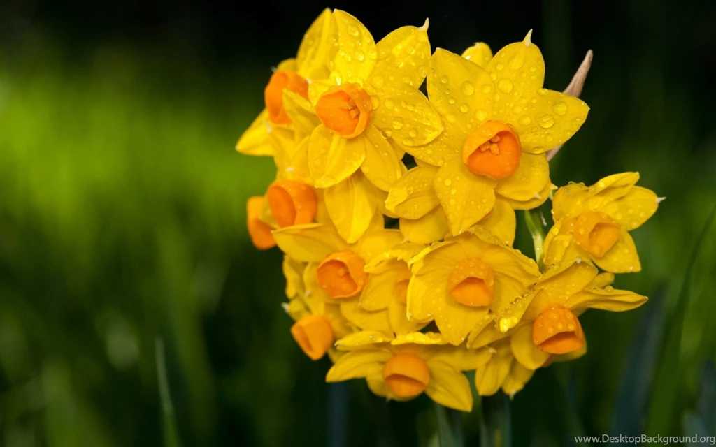 Daffodil Wallpapers HD 526 1680 X 1050 WallpaperLayer.com