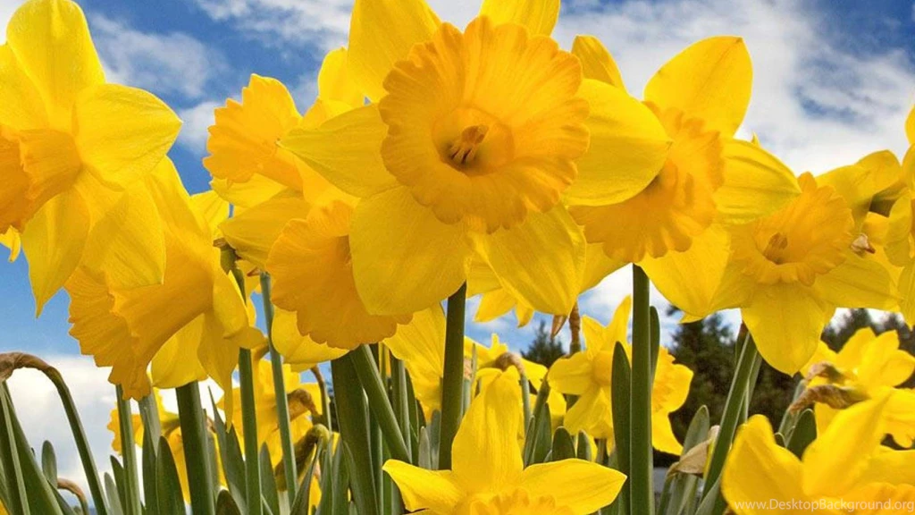 YELLOW NARCISSUS FLOWERS WALLPAPER (