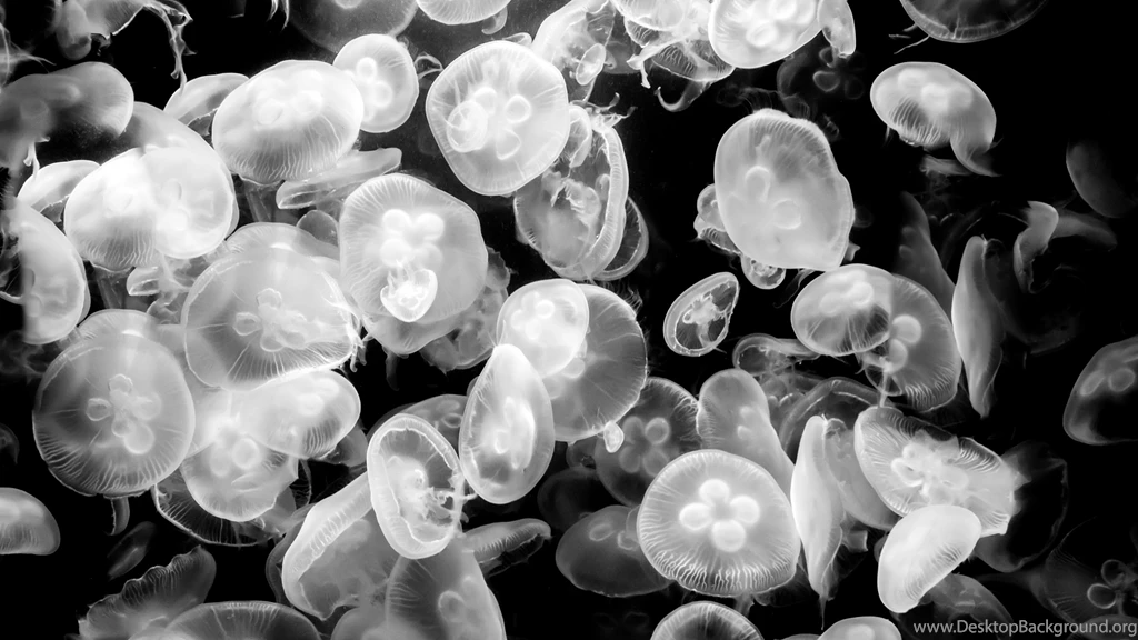 Jellyfish Medusozoa Black White 4K Ultra HD Desktop Wallpapers