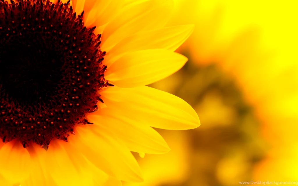 Sunflower Desktop Backgrounds