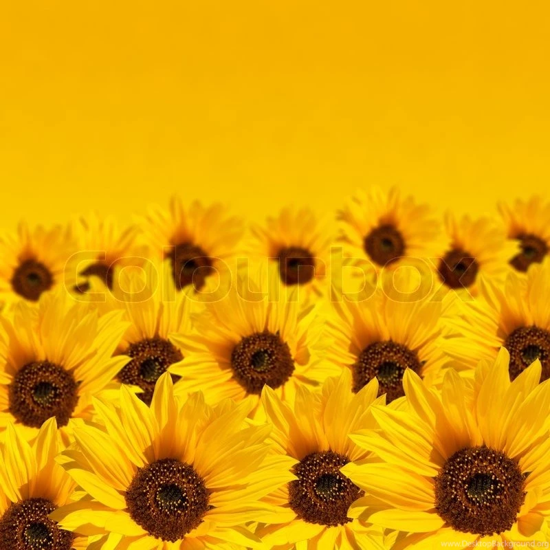 Sunflower Backgrounds With Copyspace