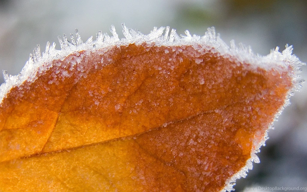 Autumn Frozen Ice Leaf Nature Wallpapers (