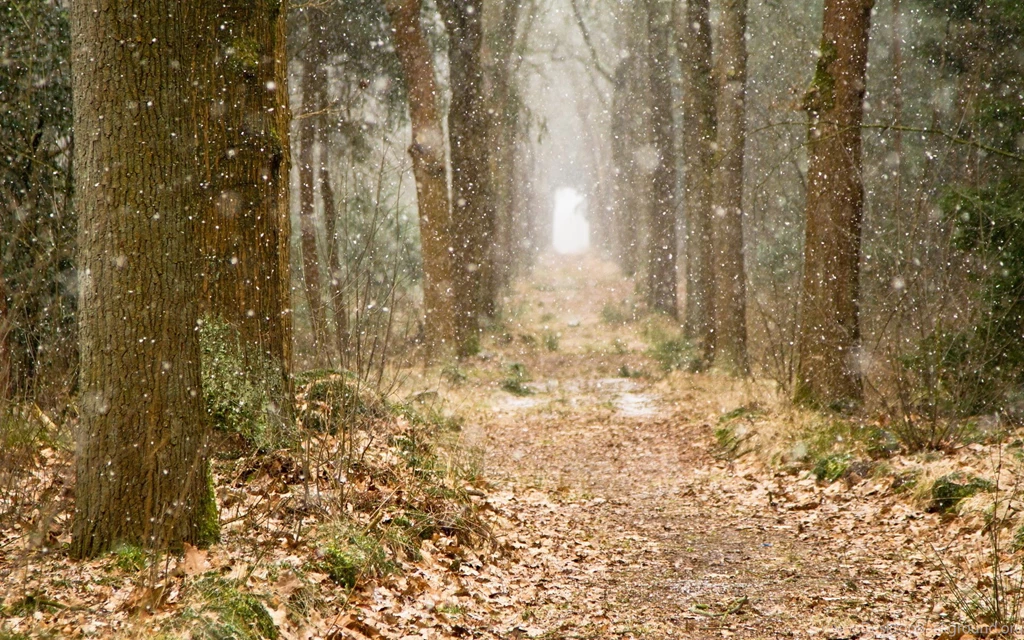 Forest Trees Snow Nature Autumn Winter Bokeh Wallpapers