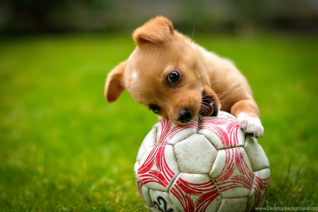 Ball Game Red Dog Lawn Puppy Soccer Wallpapers