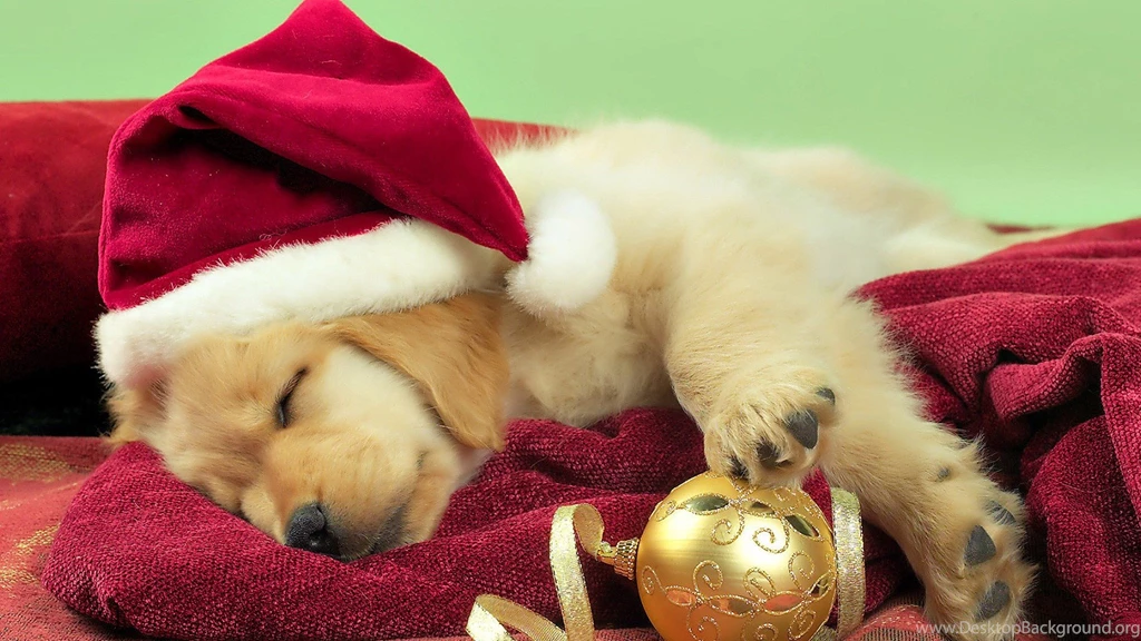 Desktop Cute Wallpapers HD Live Wallpapers HD Desktop Wallpapers