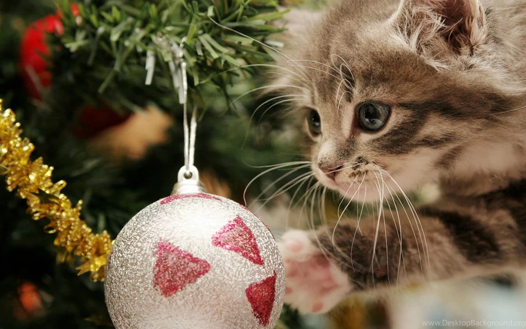 Christmas Cute Kittens HD Photography Wallpapers 12 － Holiday ...