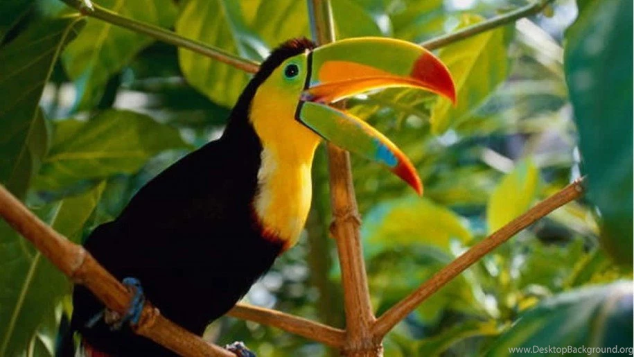 Beautiful Bird Toucan Costa Rica Desktop Wallpapers Hd For Mobile ...